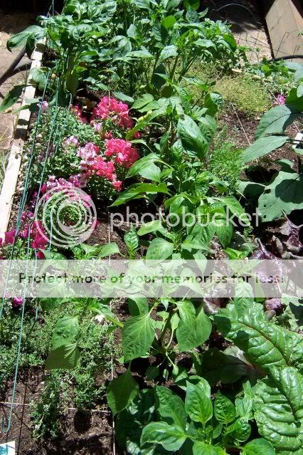 Share your garden and flower pictures here! | 75 Books Challenge for